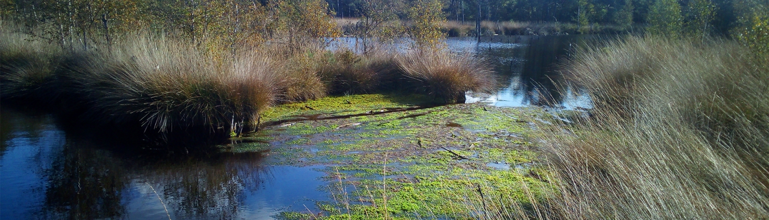 Lüneburger Heide 2019